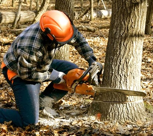 Tree Removal in Hebron, MD